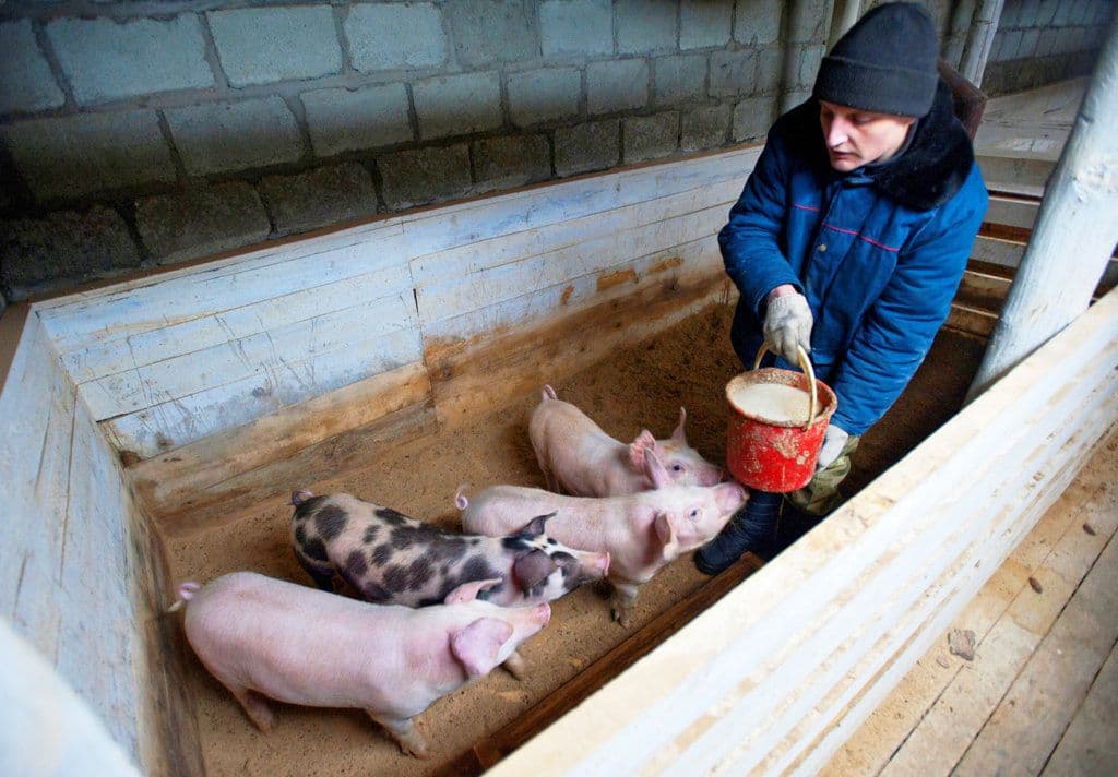 Schweinefütterung