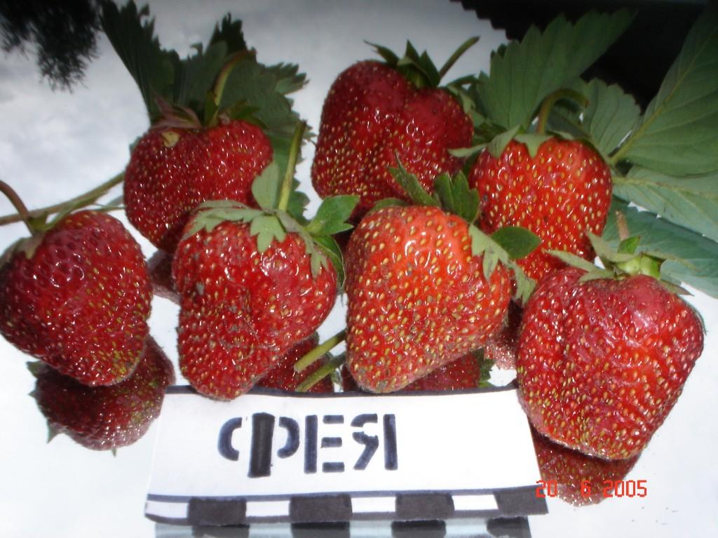 Morango fada