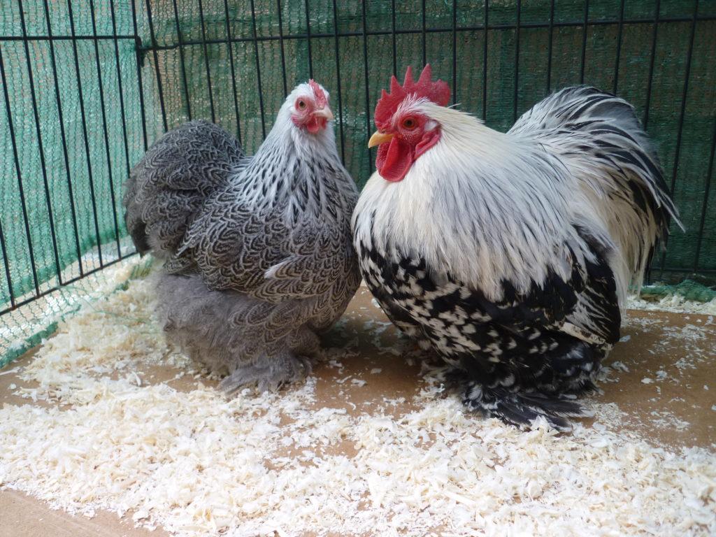 cochinquin dwarf