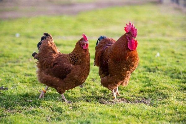 New Hampshire chicken breed