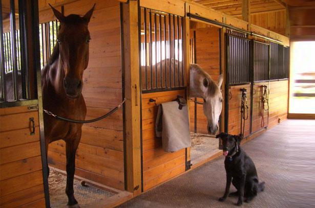 Pferde im Stall