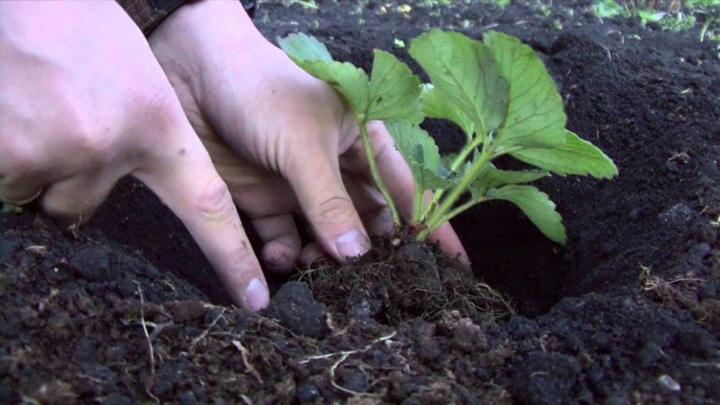 plantio de morango
