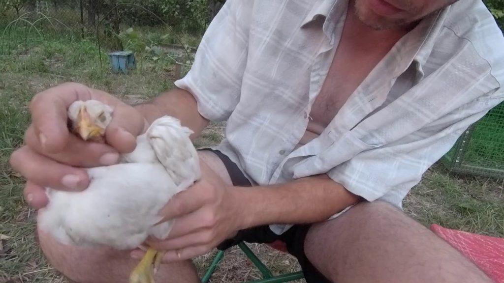 a galinha tem bócio