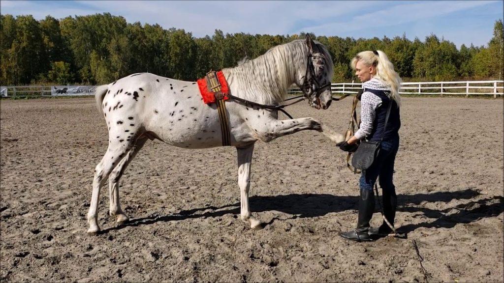 HORSE TRAINING