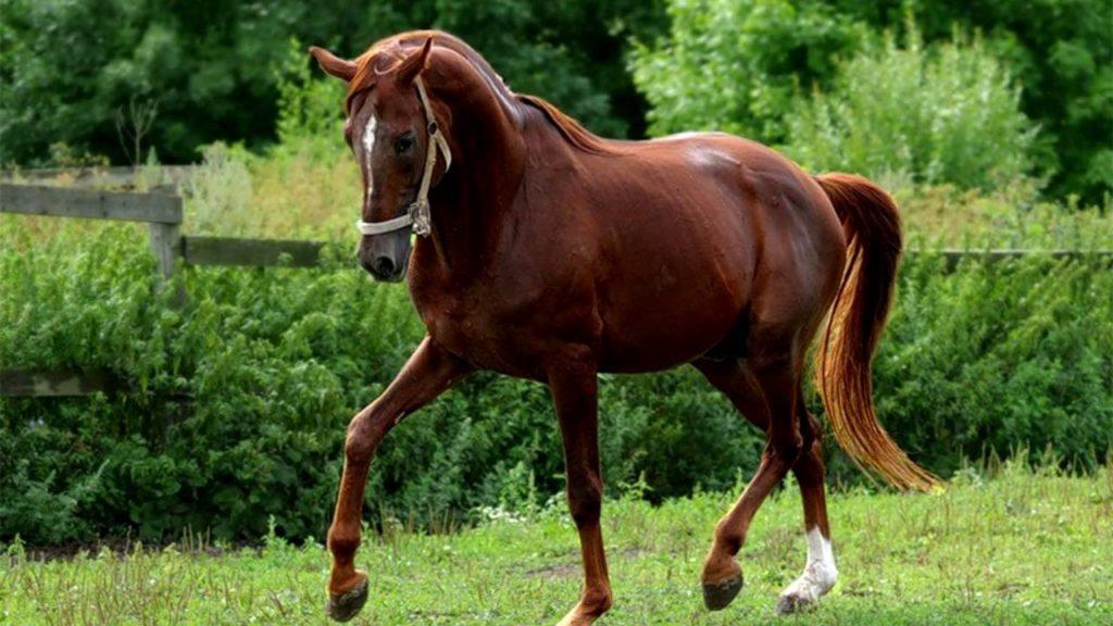 riding horse Trakehner