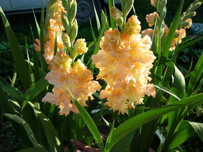 Nữ công tước Elizabeth