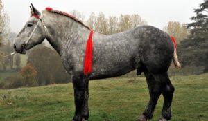 История на произход и описание на породата кон, Percheron, съдържание и цена