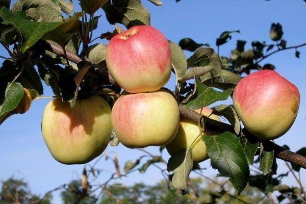 Apfelbäume für Sibirien