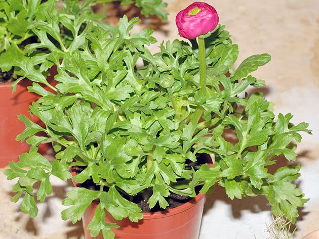 Powdery mildew