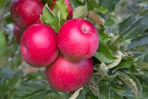 Description and characteristics of the Christmas apple tree, planting and care rules