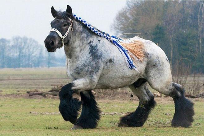 Άλογο Percheron
