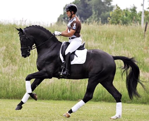 dutch warm-blooded horse