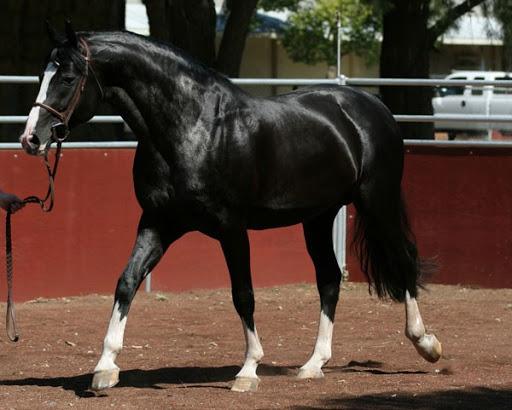 riding horse Hanover