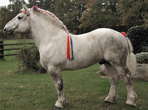 at Percheron