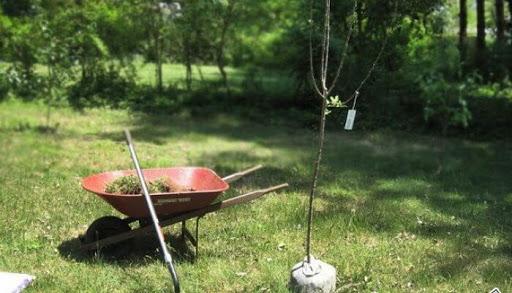 apple seedlings