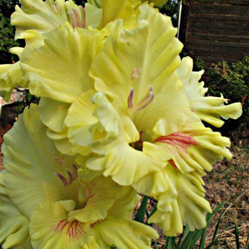  niềm say mê gladioli