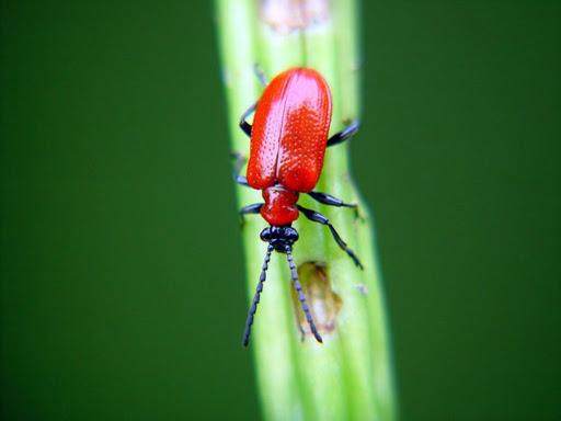 Red beetles, or rattles