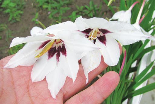 doftande gladiolus acidander