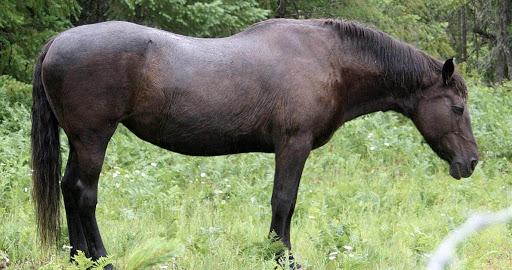 el caballo esta durmiendo