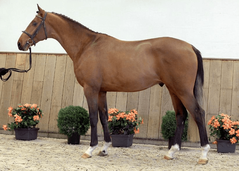 dutch warm-blooded horse