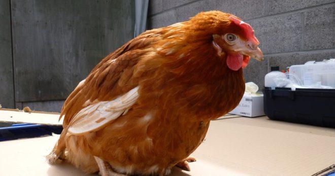 a galinha tem bócio