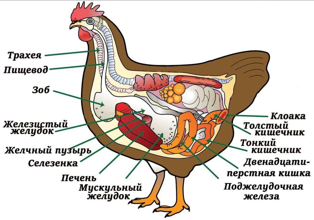 esquema de frango