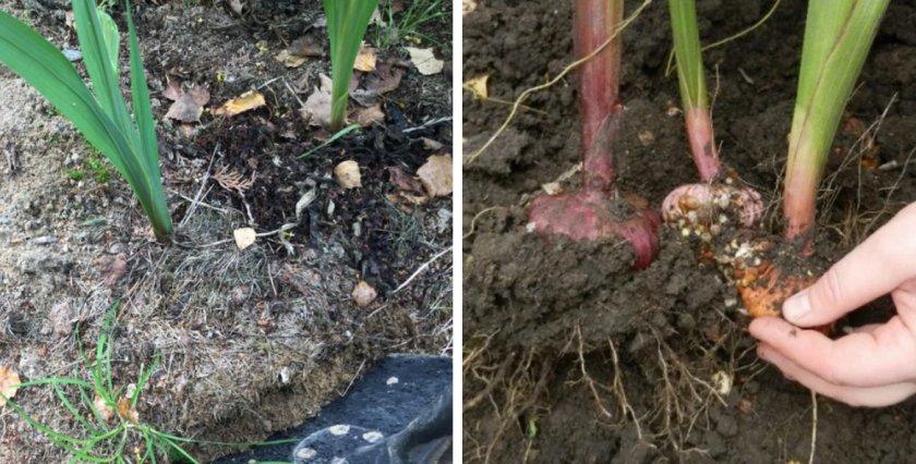 digging flowers
