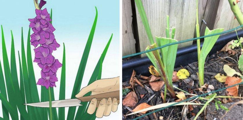 care of gladioli after flowering