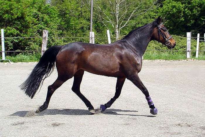 trotón de caballo