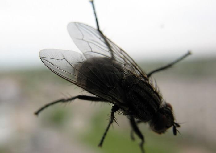 in der Scheune fliegen