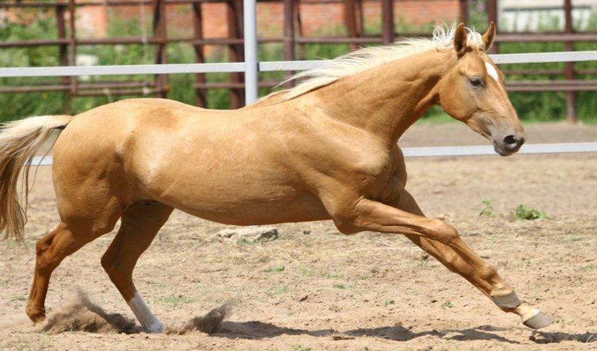 nighting horse