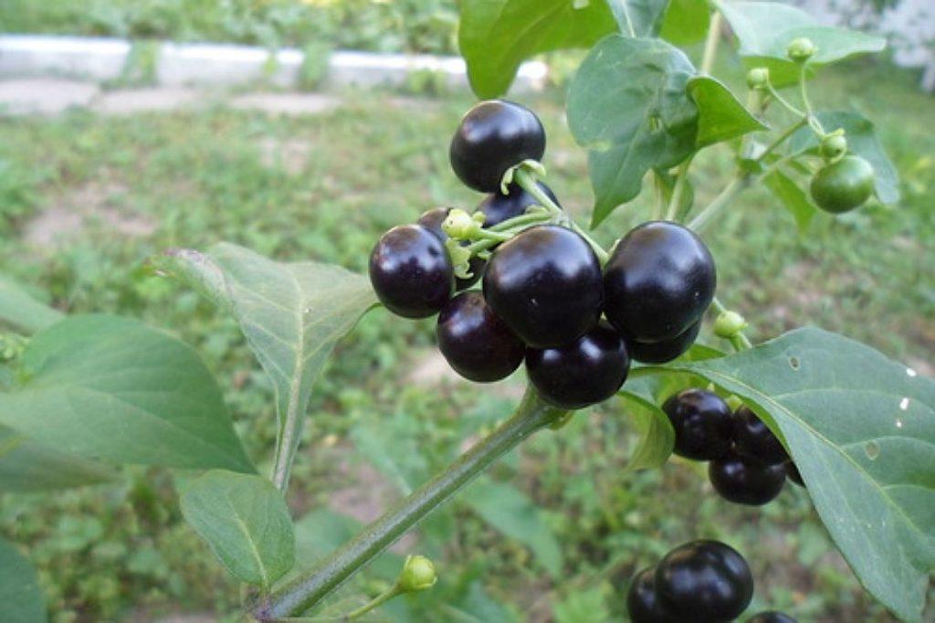 Χόρτο Nightshade