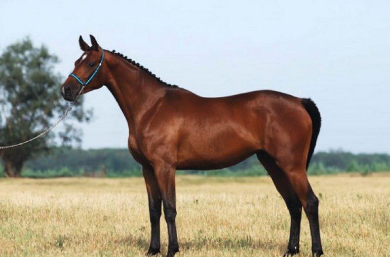 Cavall de Trakehner