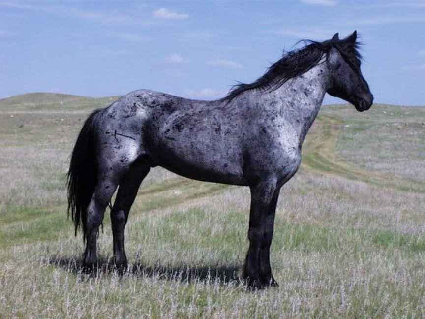 роан коњ