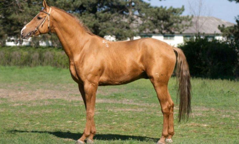 Don Pferd