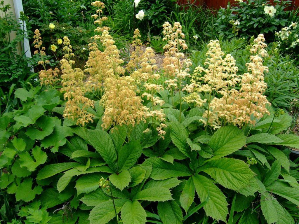 Irische Bronze