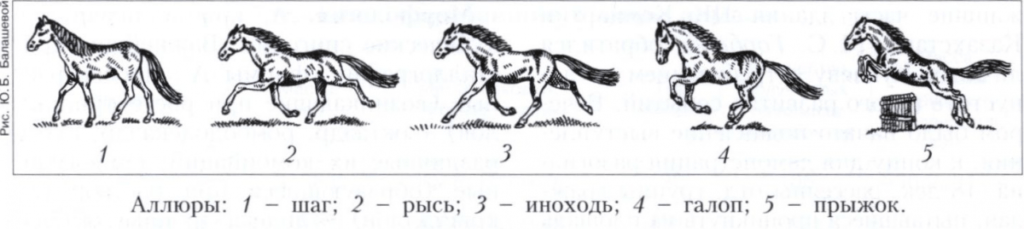 άλογο ενδύματα