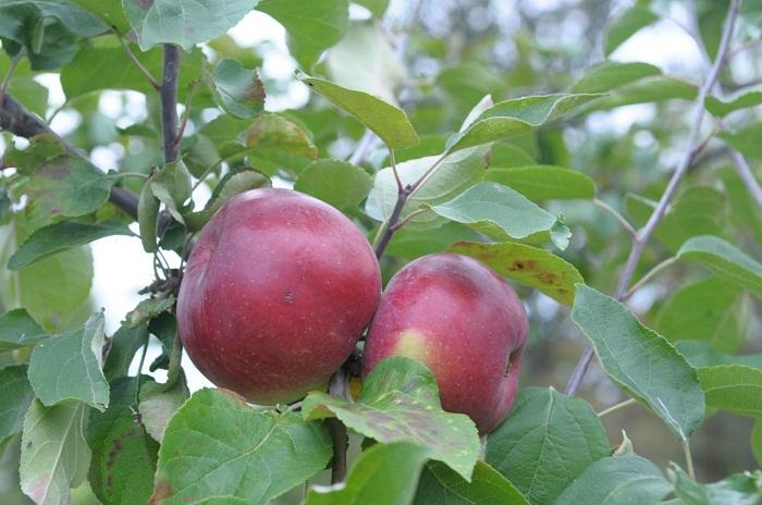 apple-tree Belarusian sweet