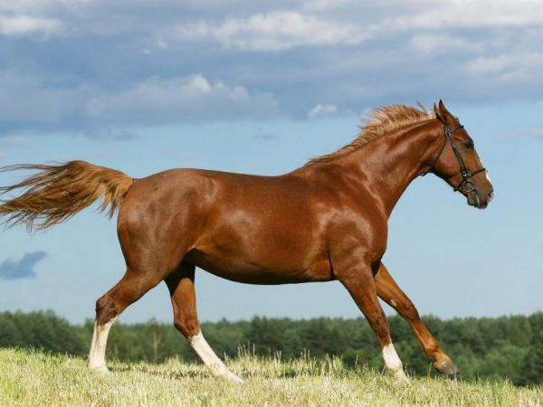 Budyonnovskaya Pferd