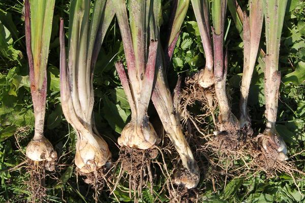 flower bulbs