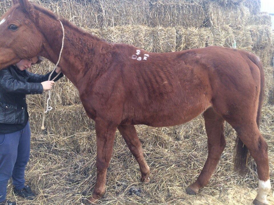 leptospirose equina