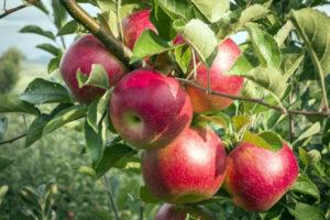 Description and characteristics of the Silver Hoof apple tree, planting and care