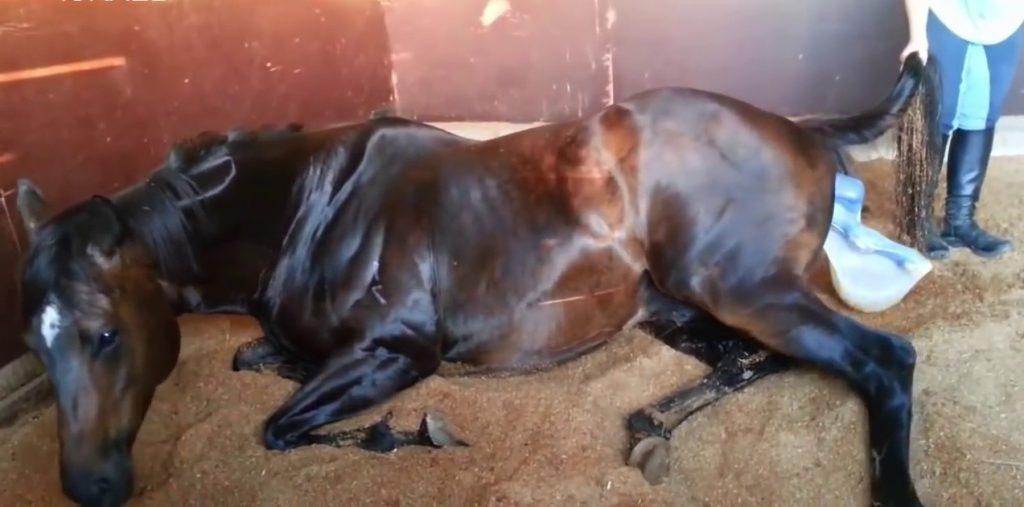 horse gives birth