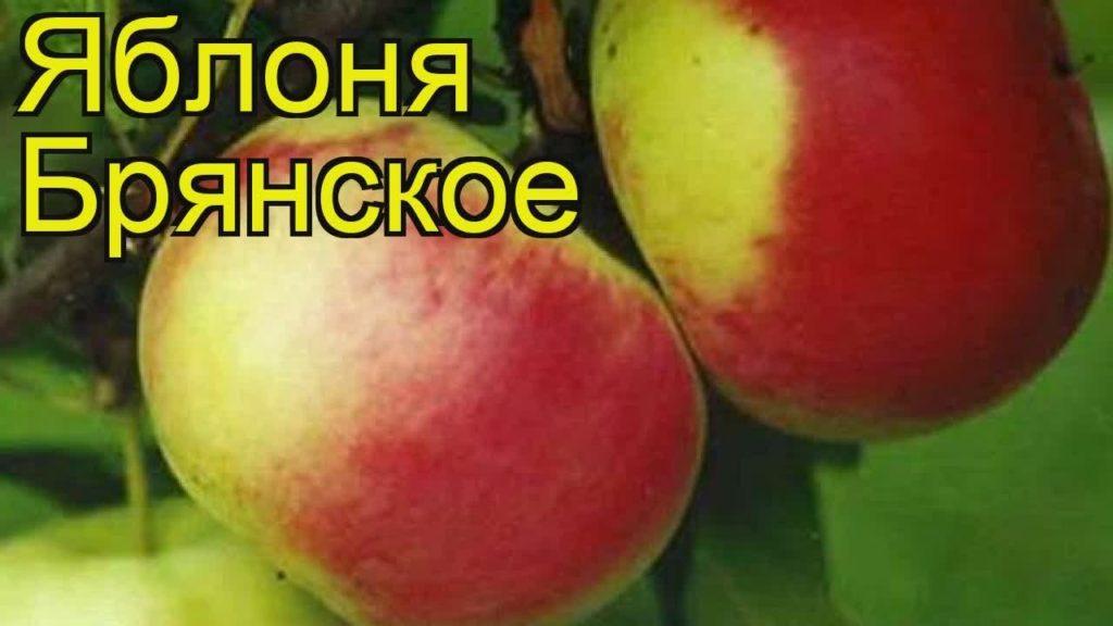 äppelträd bryansk