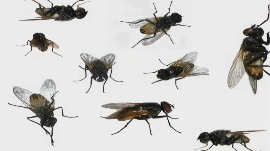viele Fliegen