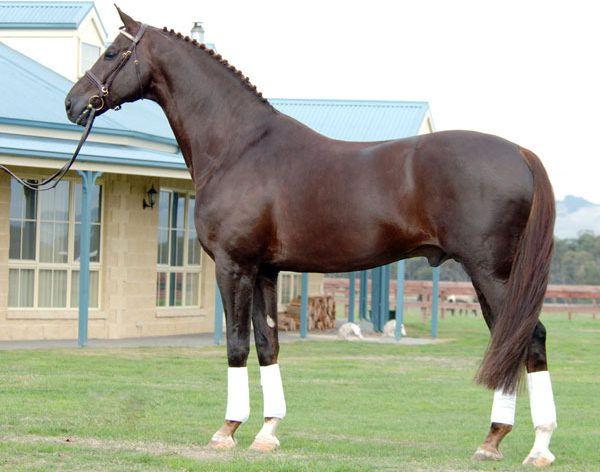Cavalls esportius Oldenburg