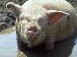 The causative agent and symptoms of dysentery in pigs, methods of treatment and prevention