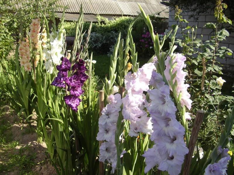 care of gladioli after flowering
