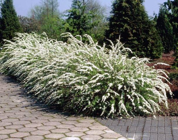 big bush