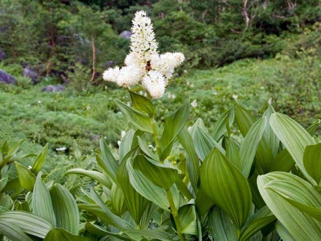 Χόρτο Hellebore